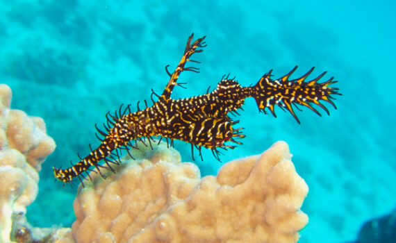 ニシキフウライウオ