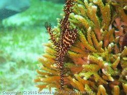 ニシキフウライウオ