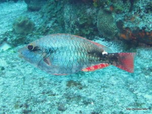 レッドバンドパロットフィッシュ