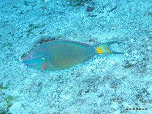 ストップライトパロットフィッシュ