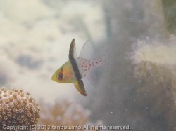 マンジュウイシモチ