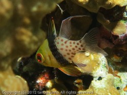 マンジュウイシモチ