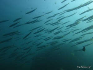 タイワンカマス