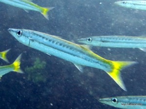 タイワンカマス