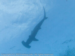 アカシュモクザメ