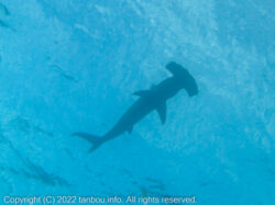 アカシュモクザメ