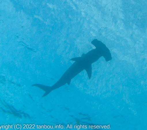 アカシュモクザメ