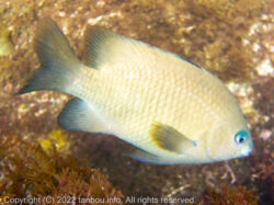 セダカスズメダイ