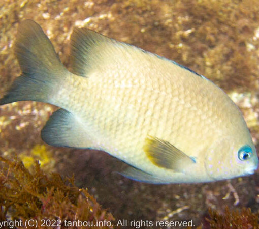 セダカスズメダイ