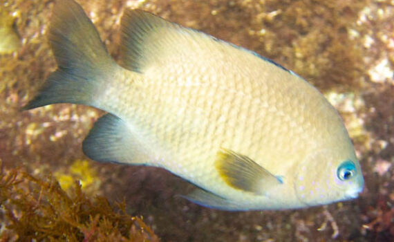 セダカスズメダイ