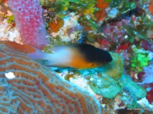 バイカラーダムゼルフィッシュ