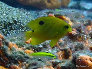 スリースポットダムゼルフィッシュ