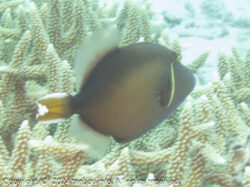 ツマジロモンガラ