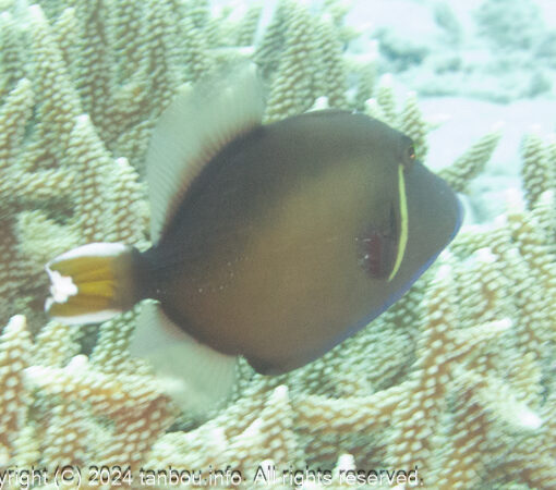 ツマジロモンガラ