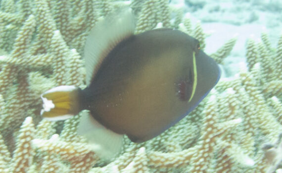 ツマジロモンガラ