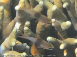 クロオビアトヒキテンジクダイ