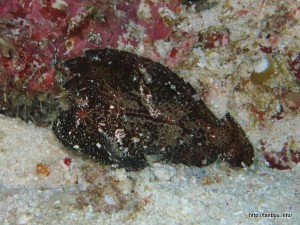 ハダカハオコゼ