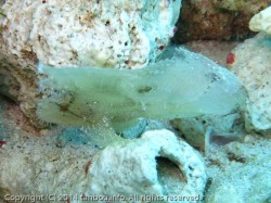 ハダカハオコゼ