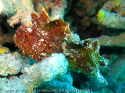 ハダカハオコゼ