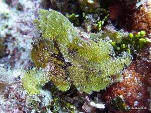 ハダカハオコゼ