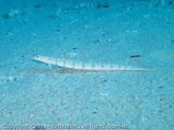 リュウグウベラギンポ