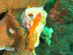 オキナワベニハゼ