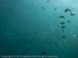 ギンガメアジ群れ