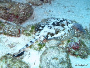 イエロースティングレイ