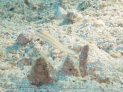 ヒメクロイトハゼ