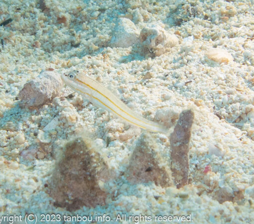 ヒメクロイトハゼ