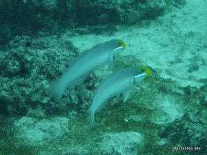 アカハチハゼ-1