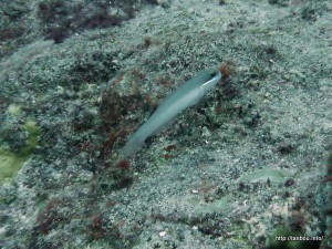 アカハチハゼ-2