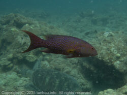 オジロバラハタ