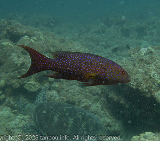 オジロバラハタ