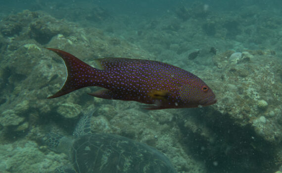 オジロバラハタ