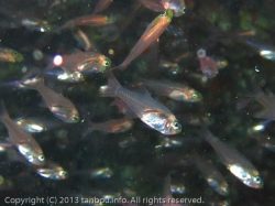 クロスジスカシテンジクダイ