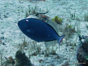 サーガッサムトリガーフィッシュ