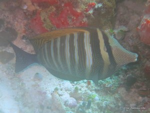 インディアンセルフィンタン