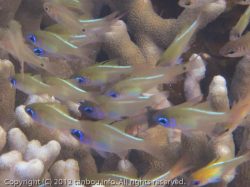 イトヒキテンジクダイ