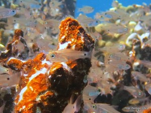 ウスモモテンジクダイ